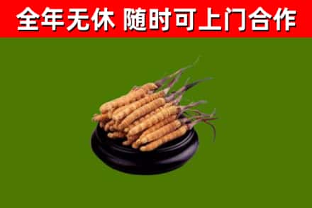 营口烟酒回收冬虫夏草.jpg